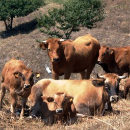 Carnes de La Barguera