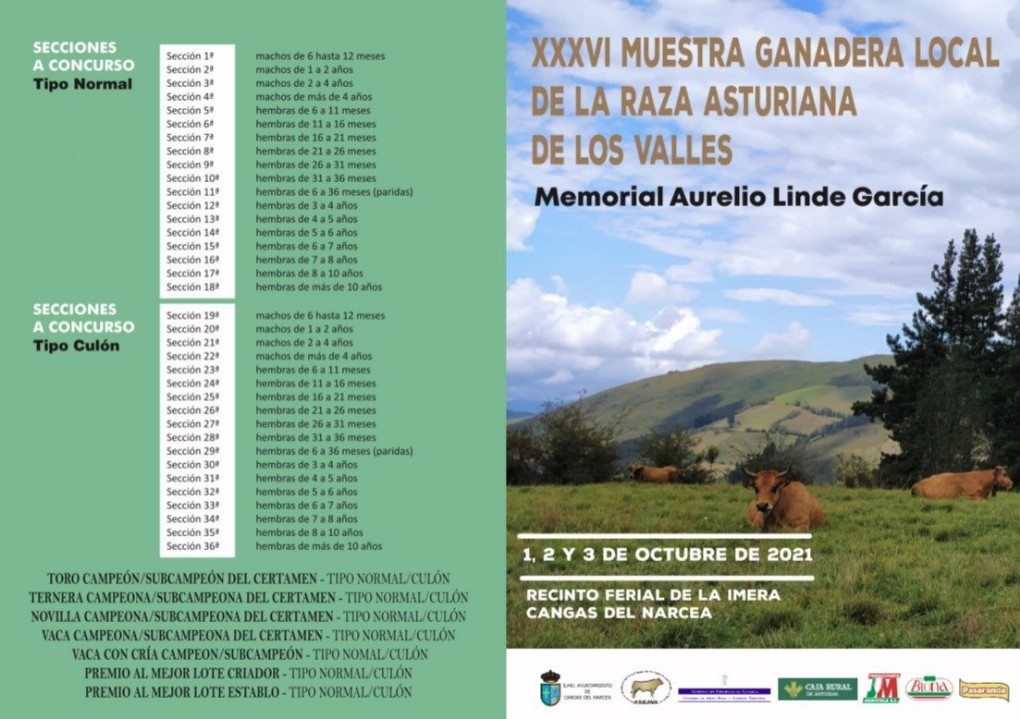 Muestra ganadera local de la raza `Asturiana de los valles` en Cangas del Narcea