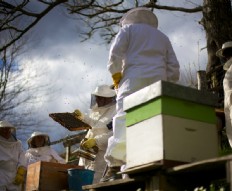 La abeja y su entorno