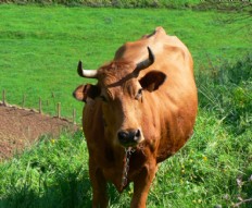 Vaca. Asturiana de los valles