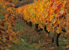 Viñas del Vino de Cangas en Otoño