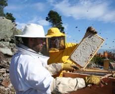 La abeja y su entorno