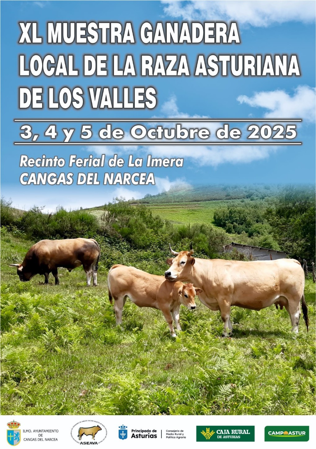 Muestra Ganadera Local de la Raza Asturiana de los Valles en Cangas del  Narcea